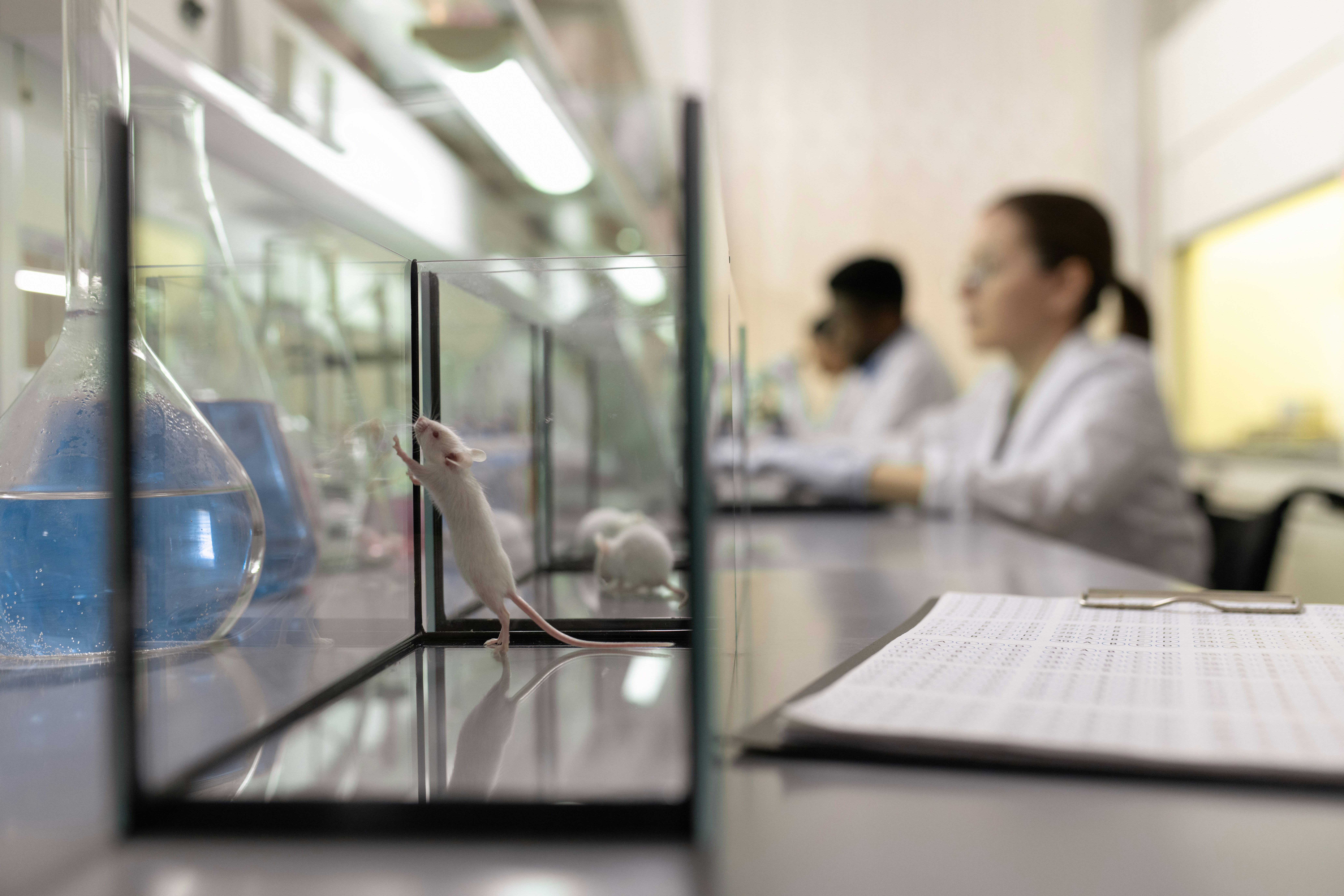 White laboratory mouse in a glass enclosure with researchers working in the background, representing the parabiosis studies that revealed aging lives in the blood