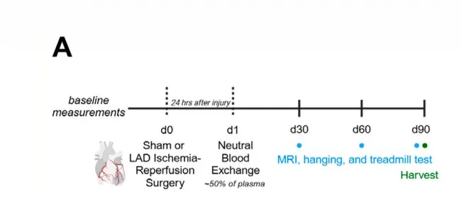 Study timeline: heart attack on day zero, plasma exchange 24 hours later, then monthly cardiac MRI, grip strength, and treadmill testing across three months.